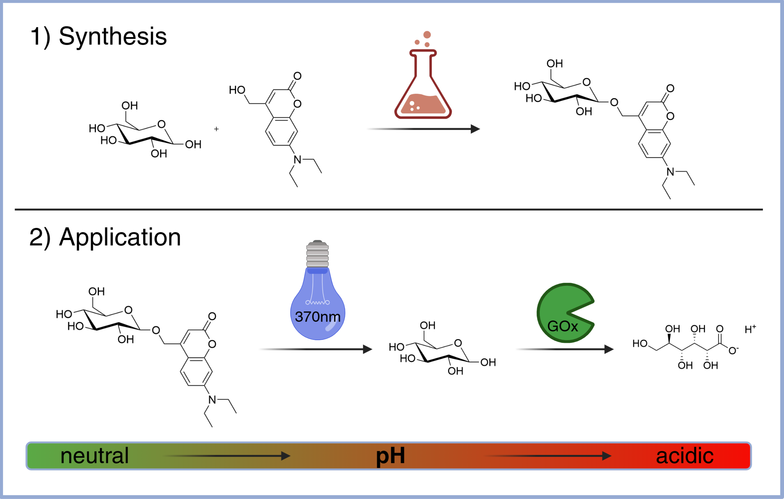 [80] Photocaged and Water-Soluble Glucose Functionalization for Spatiotemporal Acidification Pathways.