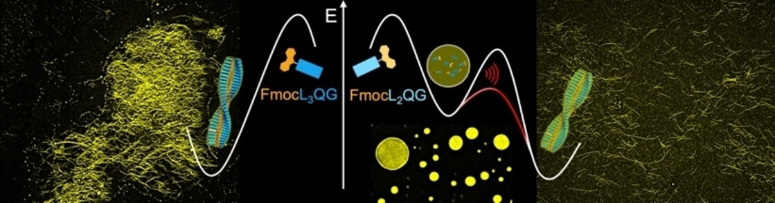 [72] The Impact of Single Amino Acid Insertion on the Supramolecular Assembly Pathway of Aromatic Peptide Amphiphiles.