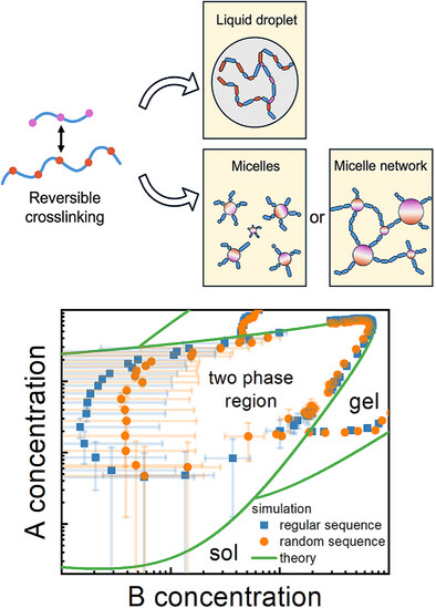 [82] Dilute But Dense – Reversible Crosslinking Enables Water-Rich (Bio)Polymer Condensates.