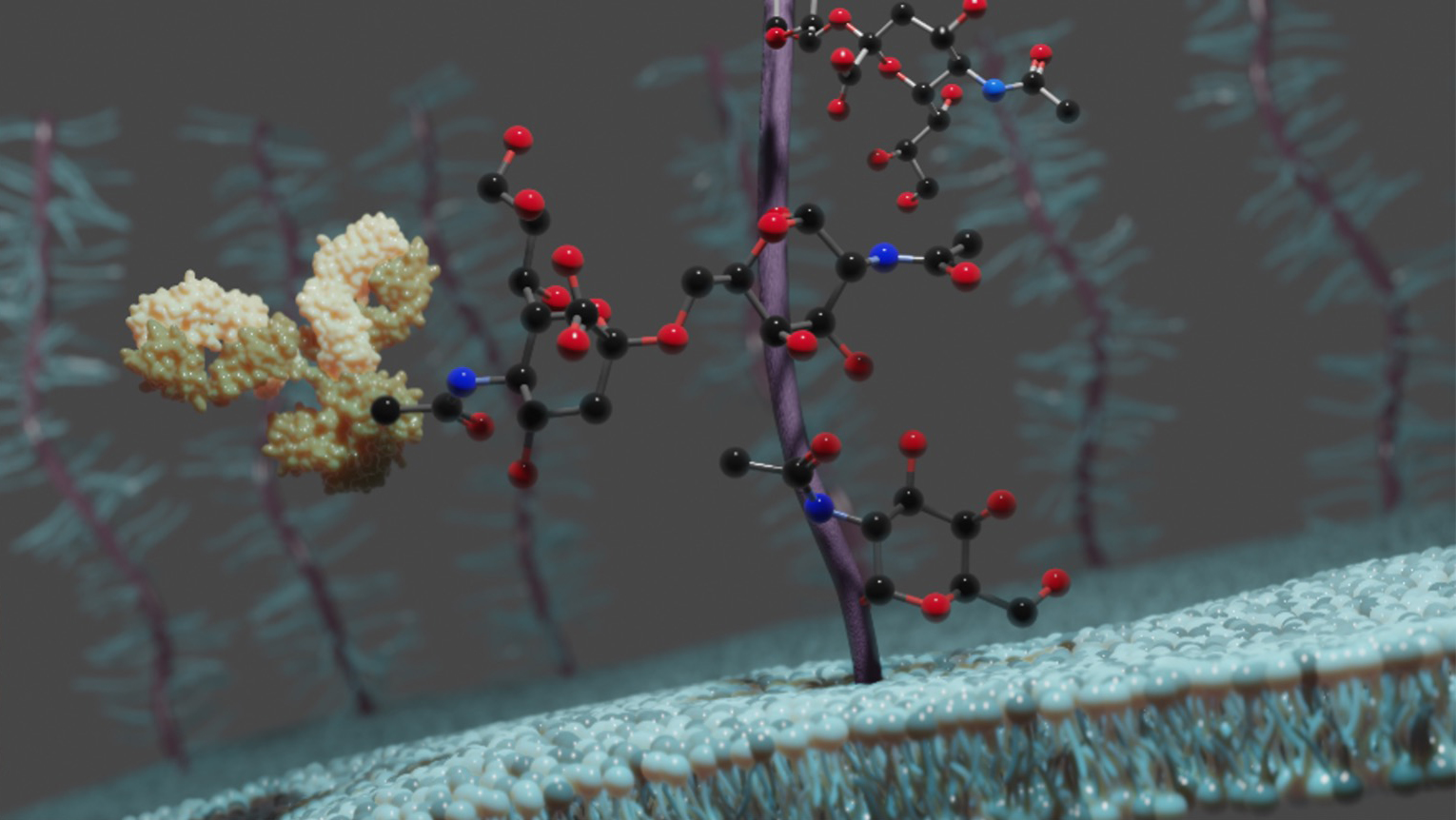 [R9] The Development of Vaccines from Synthetic Tumor-Associated Mucin Glycopeptides and their Glycosylation-Dependent Immune Response.