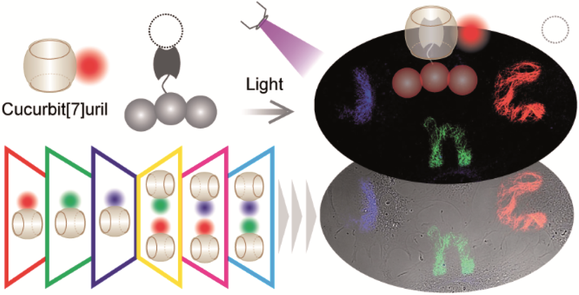 Multiplexed optical barcoding of cells via photochemical programming of bioorthogonal host–guest recognition.