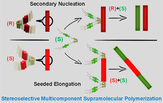  Stereoselective primary and secondary nucleation events in multicomponent seeded supramolecular polymerization.