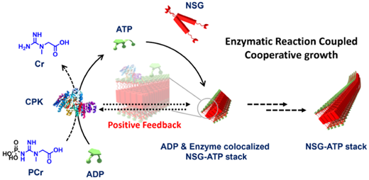Enzymatic Reaction-Coupled, Cooperative Supramolecular Polymerization.