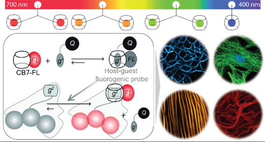 Supramolecular Guest Exchange in Cucurbit [7] uril for Bioorthogonal Fluorogenic Imaging across the Visible Spectrum.